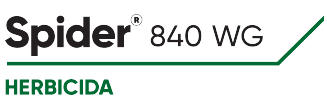 Logo Spider